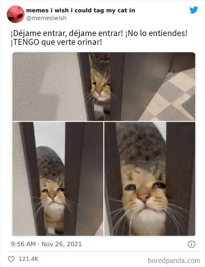 20 de los mejores “memes en los que me gustaría poder etiquetar a mi gato”