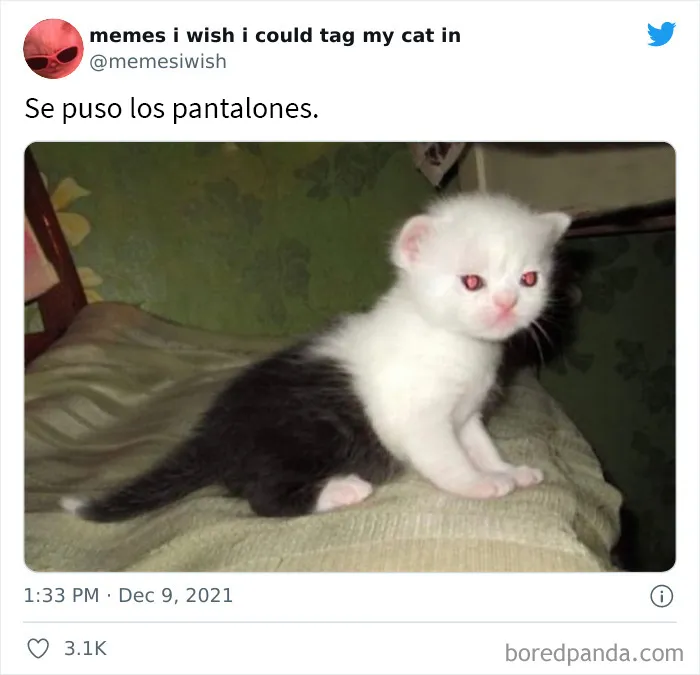 20 de los mejores “memes en los que me gustaría poder etiquetar a mi gato”