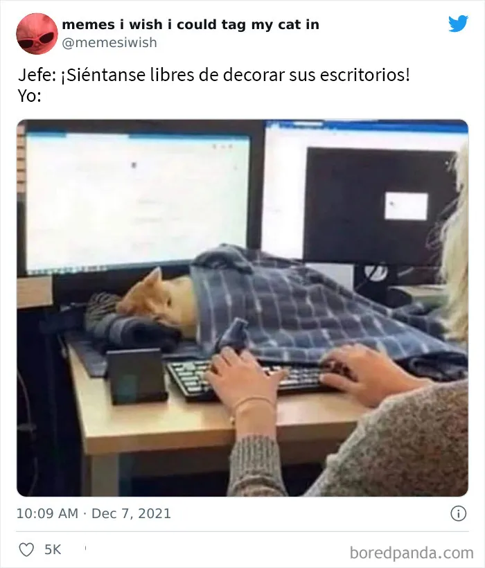 20 de los mejores “memes en los que me gustaría poder etiquetar a mi gato”