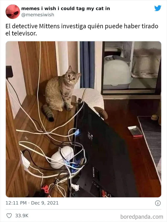 20 de los mejores “memes en los que me gustaría poder etiquetar a mi gato”