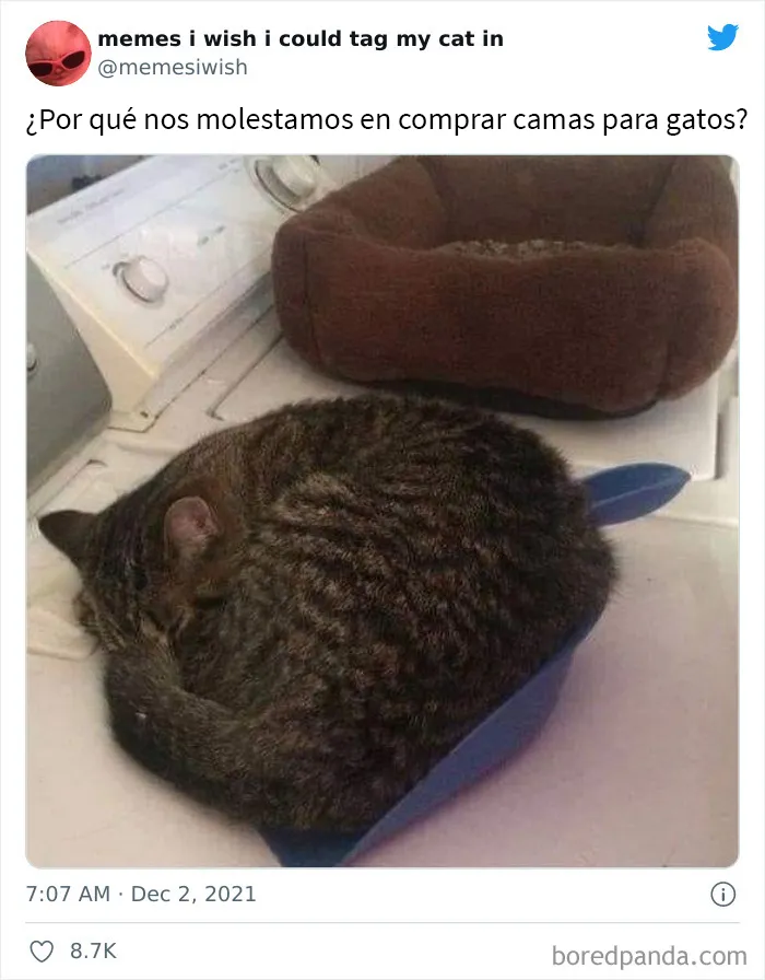20 de los mejores “memes en los que me gustaría poder etiquetar a mi gato”