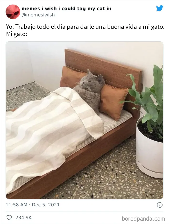 20 de los mejores “memes en los que me gustaría poder etiquetar a mi gato”