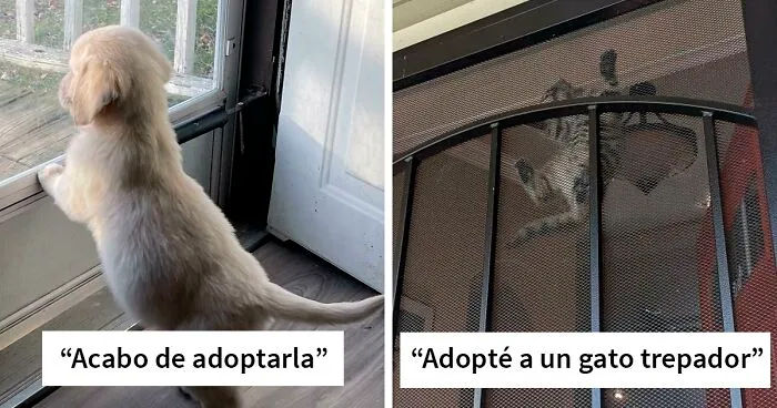 40 Fotos reconfortantes de animales que han sido adoptados durante este mes de diciembre