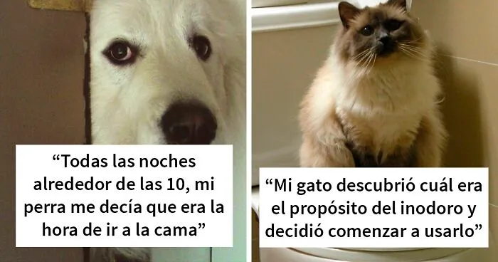 25 Mascotas que hacen cosas extrañas y divertidas, pero sus dueños dicen que nadie les cree
