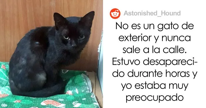 Esta mujer recibió su merecido tras echar de casa al gato de su novio mientras él no estaba
