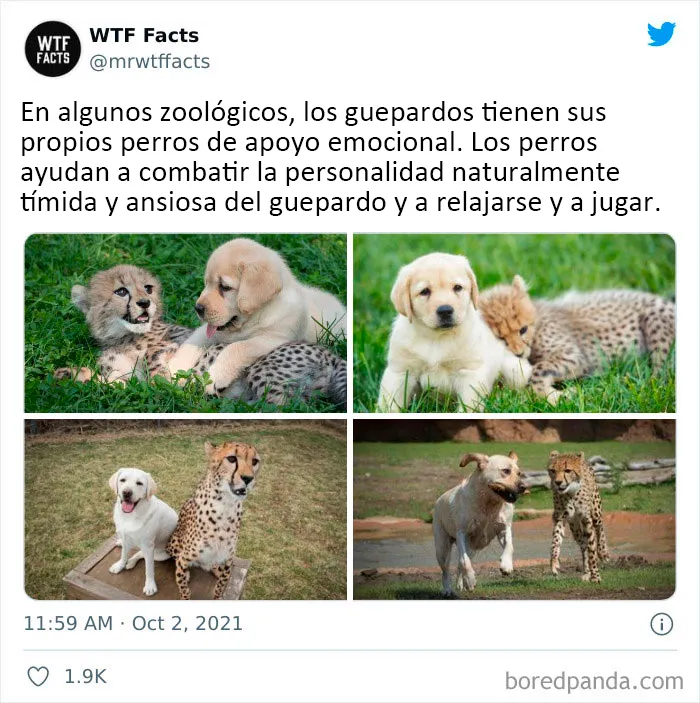 20 Datos al azar que parecen falsos pero no lo son, compartidos en esta cuenta de Twitter (nuevas fotos)