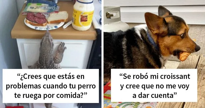 40 Mascotas ladronas pilladas in fraganti robando comida (nuevas fotos)