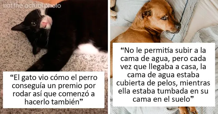 20 Mascotas que sorprendieron a sus dueños demostrando lo inteligentes que pueden llegar a ser