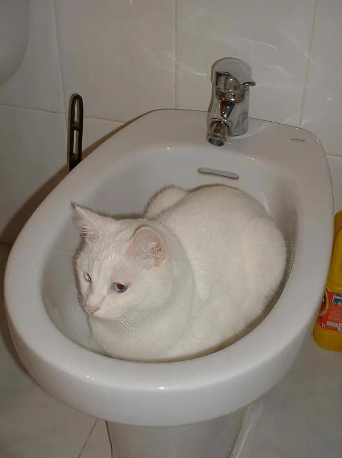 50 Gatos actuando tan raro que había que sacarles una foto