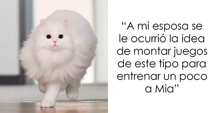 Esta gata se vuelve viral en las redes sociales al completar desafiantes pruebas de obstáculos