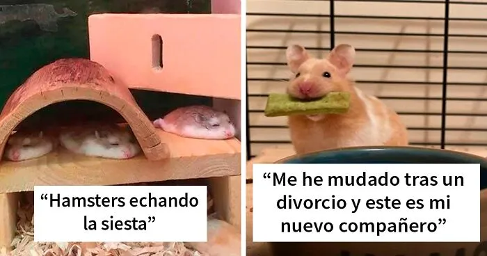 30 Adorables fotos de hamsters