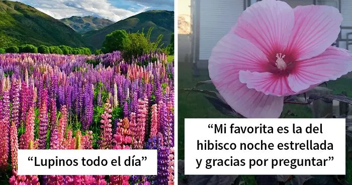 "¿Cuáles son las flores favoritas de los hombres?": 20 Coloridas respuestas