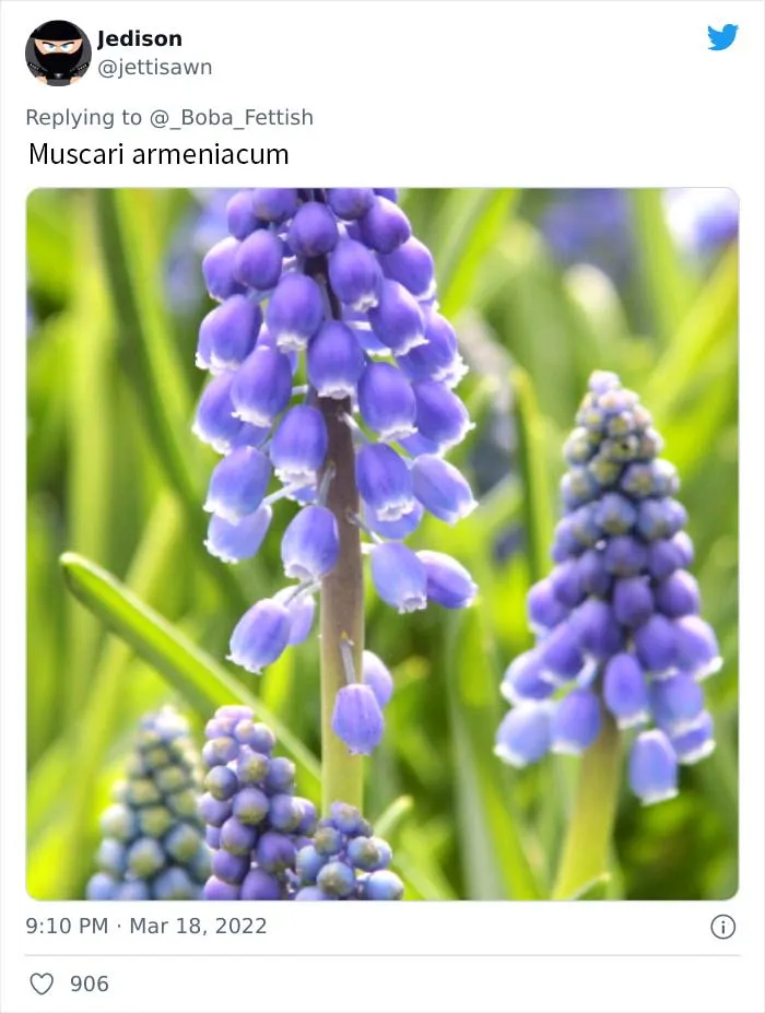Muscari armeniacum