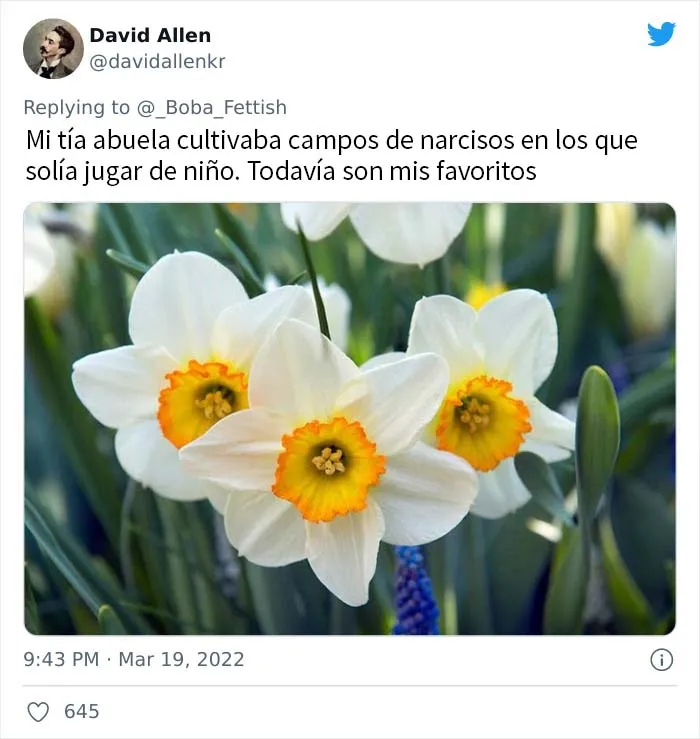 Narcisos