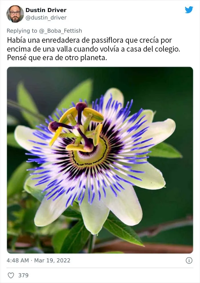 Pasiflora
