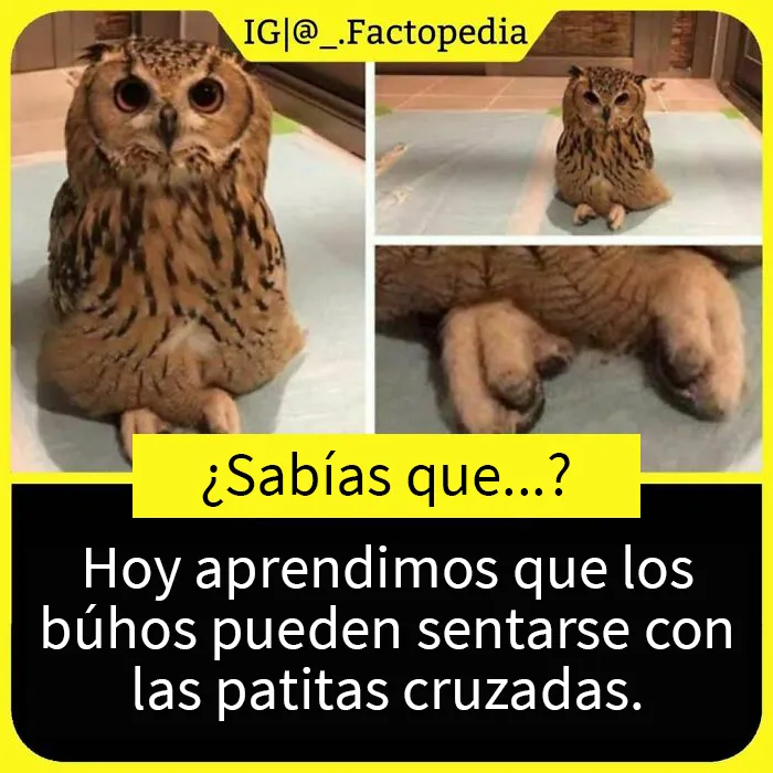 20 Datos tan fascinantes como desconocidos compartidos en esta "enciclopedia" de Instagram