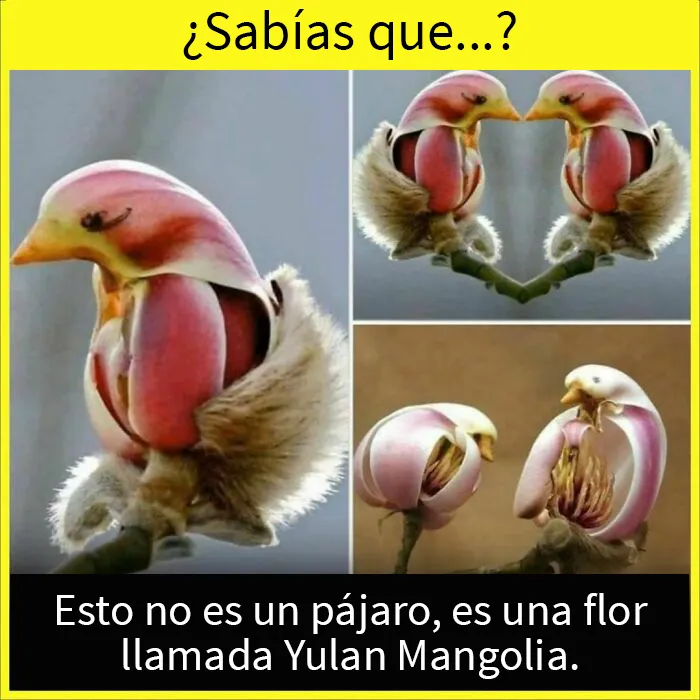 20 Datos tan fascinantes como desconocidos compartidos en esta "enciclopedia" de Instagram