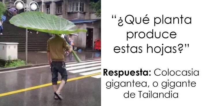 25 Plantas misteriosas que encontró la gente y quiso saber qué eran