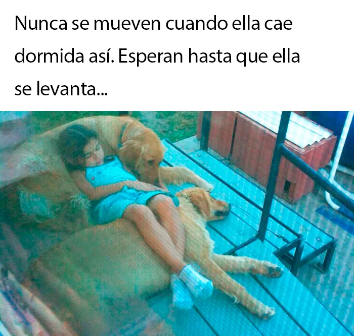 Perros reconfortantes