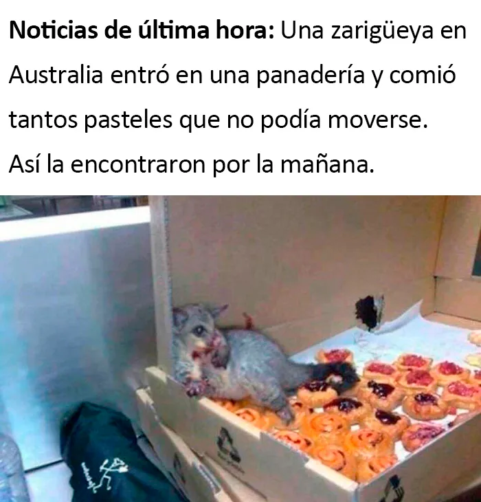 ¡Bien hecho, pequeñín! ¡Bien hecho!