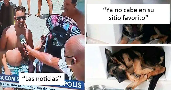 «¿Qué le pasa a tu perro?»: La gente publica imágenes de sus perros «malfuncionando» (40 nuevas fotos)