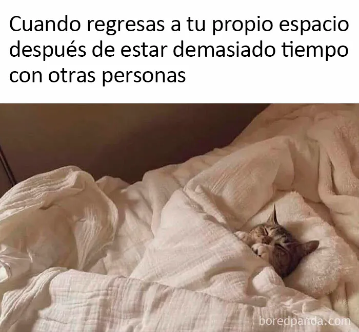 20 Divertidos "memes antisociales" con los que los introvertidos se sentirán identificadas