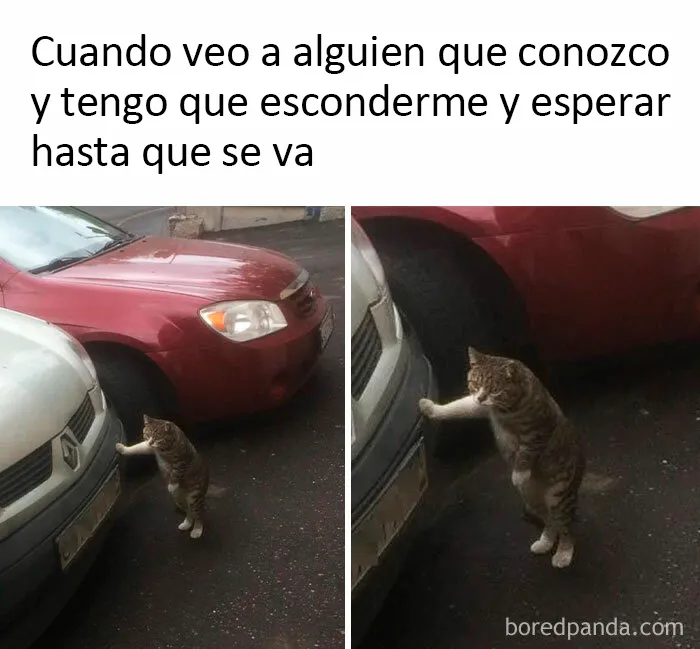 20 Divertidos "memes antisociales" con los que los introvertidos se sentirán identificadas