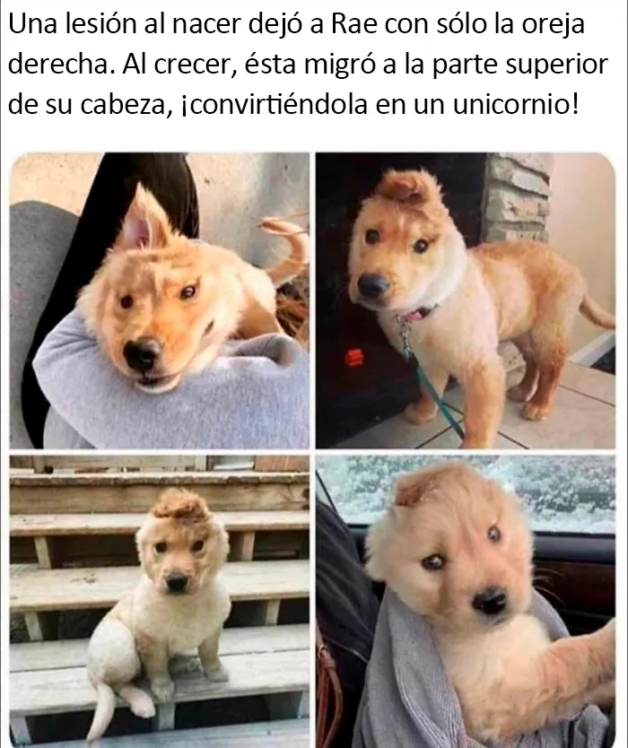 20 Publicaciones conmovedoras de la cuenta más reconfortante en internet para levantarte el ánimo