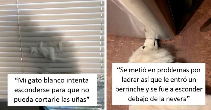 40 Mascotas jugando al escondite, pero no mucho