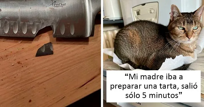 40 De los accidentes de cocina más divertidos (nuevas fotos)