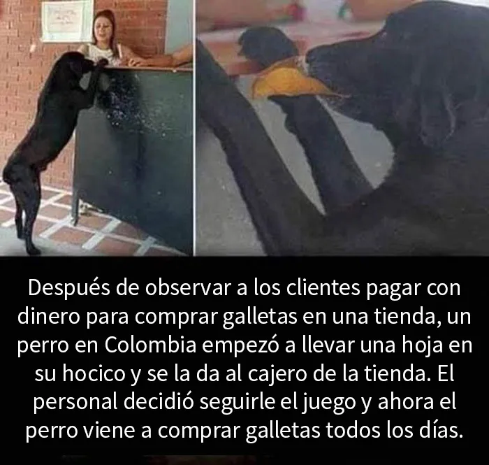 20 Memes reconfortantes que nos recuerdan que el mundo no es del todo malo
