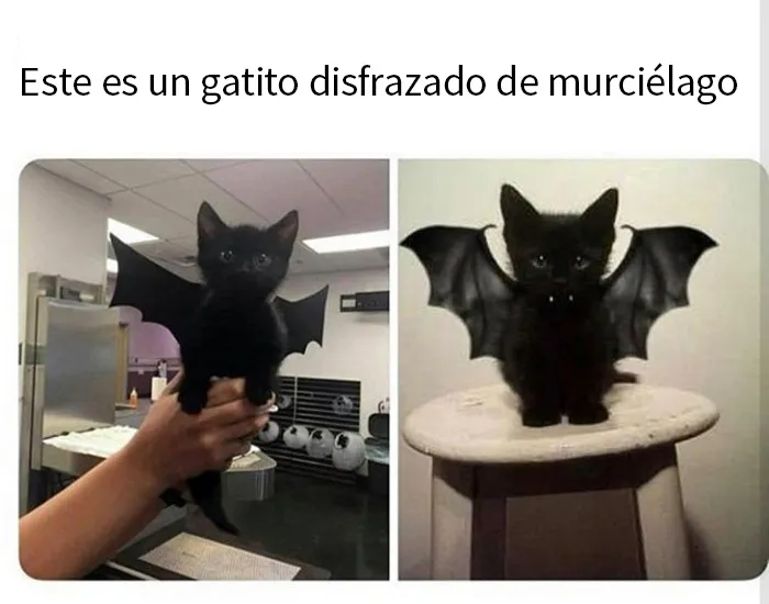 20 Memes reconfortantes que nos recuerdan que el mundo no es del todo malo
