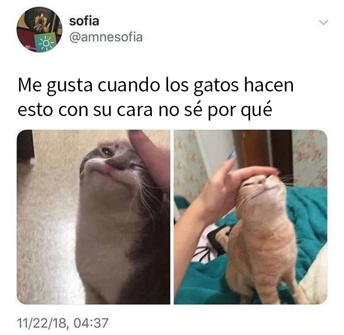 20 Memes reconfortantes que nos recuerdan que el mundo no es del todo malo