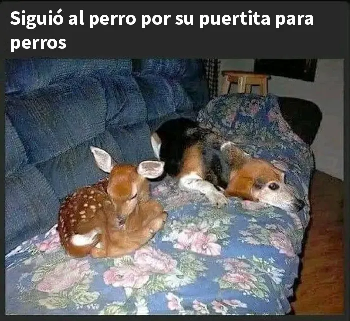 20 Memes reconfortantes que nos recuerdan que el mundo no es del todo malo