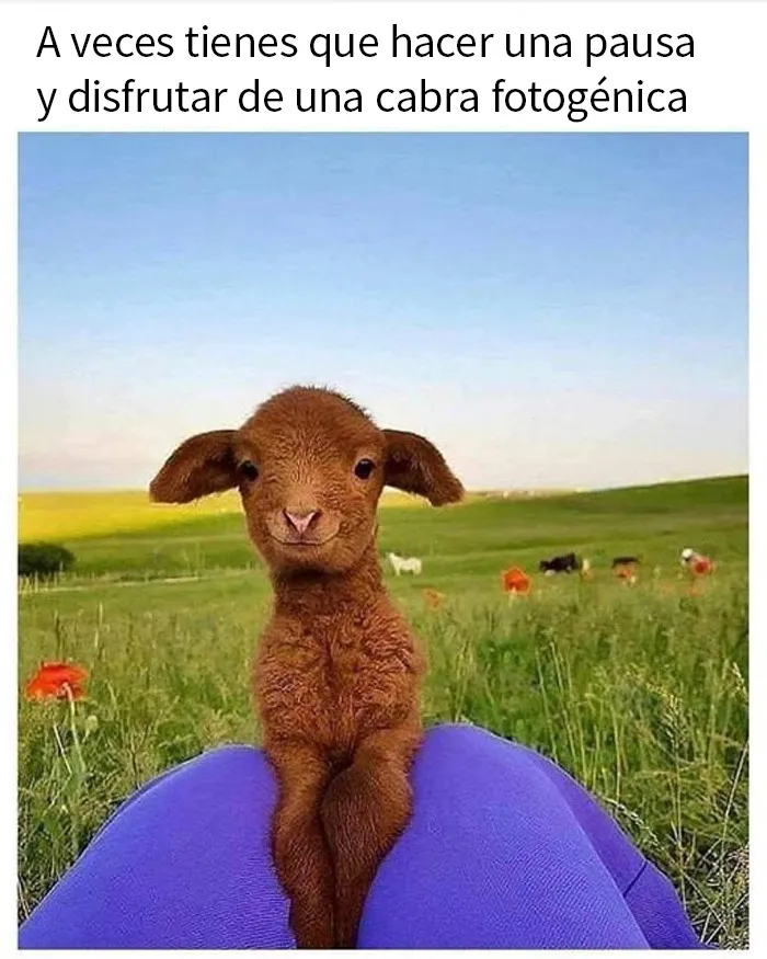 20 Memes reconfortantes que nos recuerdan que el mundo no es del todo malo