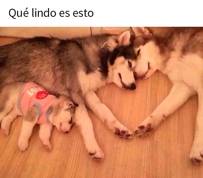 20 Memes reconfortantes que nos recuerdan que el mundo no es del todo malo