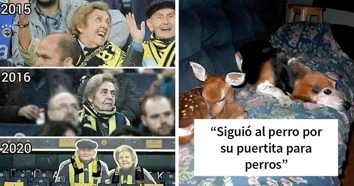 20 Memes reconfortantes que nos recuerdan que el mundo no es del todo malo