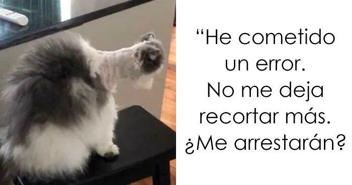 40 Personas que llevaron sus mascotas a la peluquería y creyeron que les devolvieron al perro equivocado (nuevas fotos)