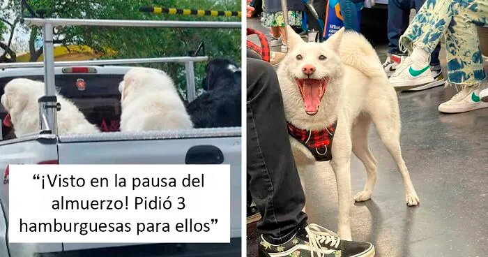 ‘Dogspotting’ es un grupo donde la gente comparte los mejores y más inesperados encuentros con perros (35 nuevas fotos)