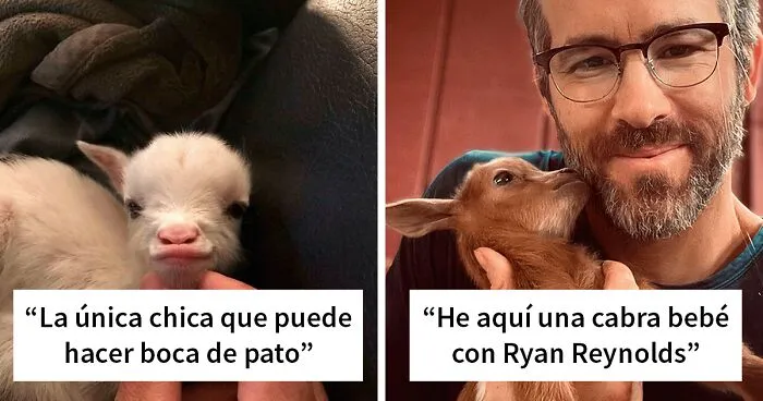 30 Simpáticas cabras descansando, posando o simplemente haciendo el tonto