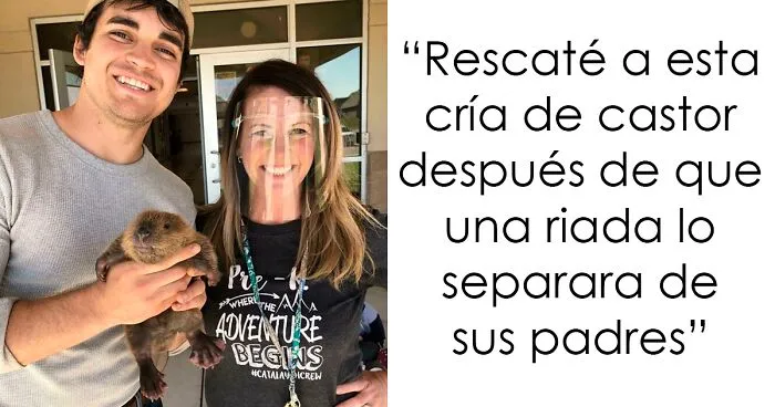 25 Adorables fotos de castores encontradas en internet