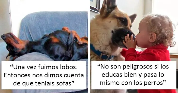 25 Tuits que demuestran que los perros son realmente los mejores amigos del hombre, compartidos por esta cuenta de Twitter