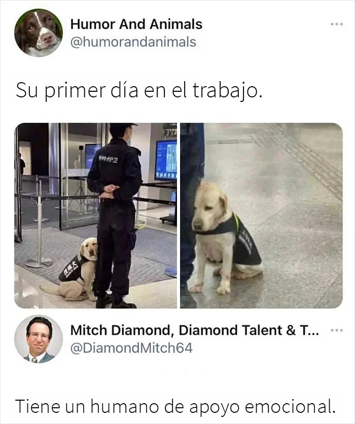 20 Razones por las que los perros son mejores que los gatos, con fotos y memes que lo demuestran