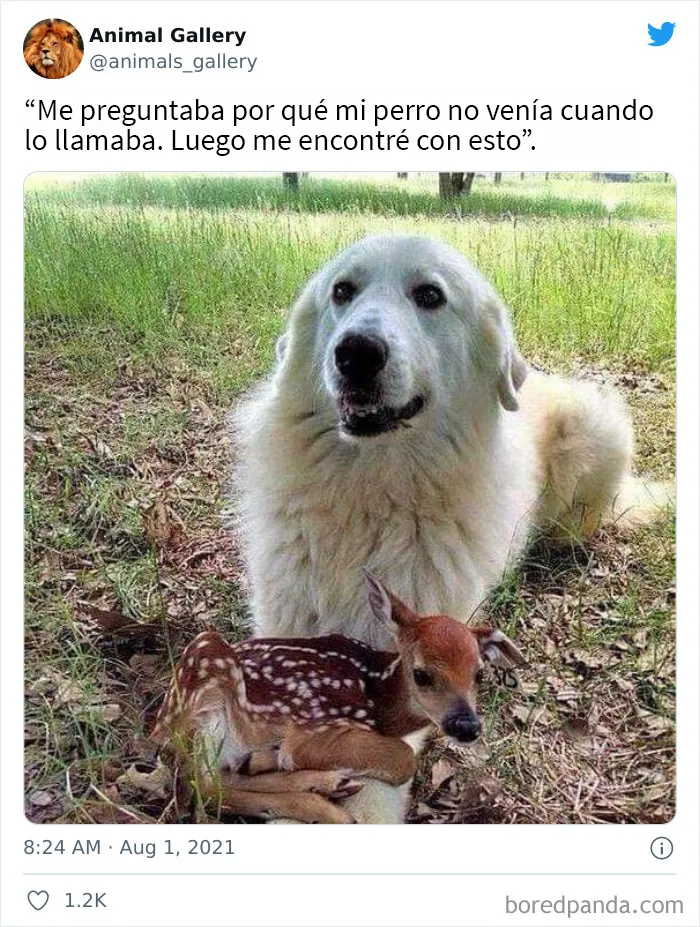 20 Razones por las que los perros son mejores que los gatos, con fotos y memes que lo demuestran