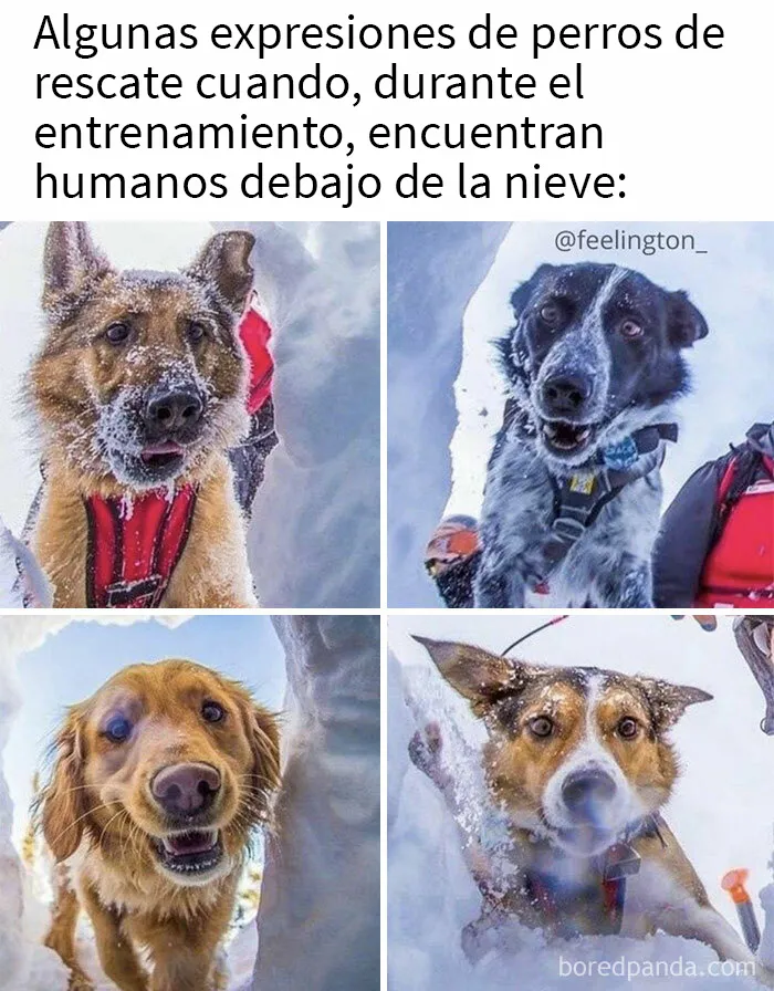 20 Razones por las que los perros son mejores que los gatos, con fotos y memes que lo demuestran