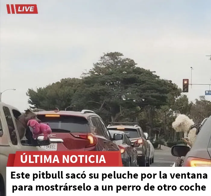 20 Razones por las que los perros son mejores que los gatos, con fotos y memes que lo demuestran