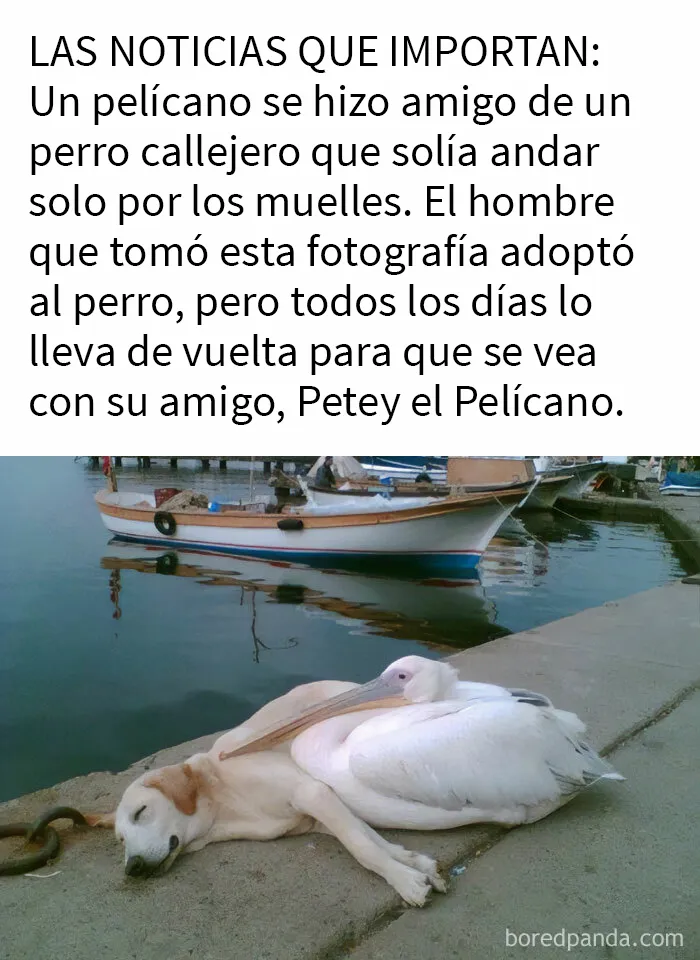 20 Razones por las que los perros son mejores que los gatos, con fotos y memes que lo demuestran