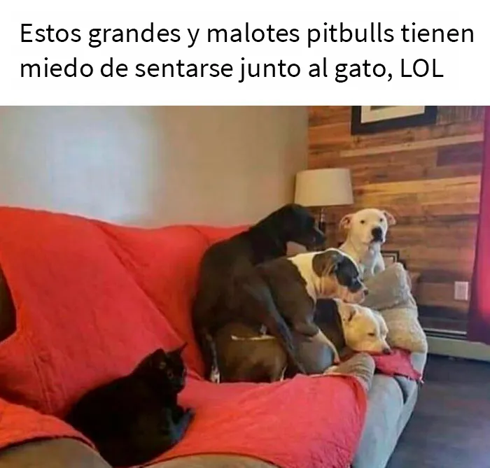 20 Razones por las que los perros son mejores que los gatos, con fotos y memes que lo demuestran