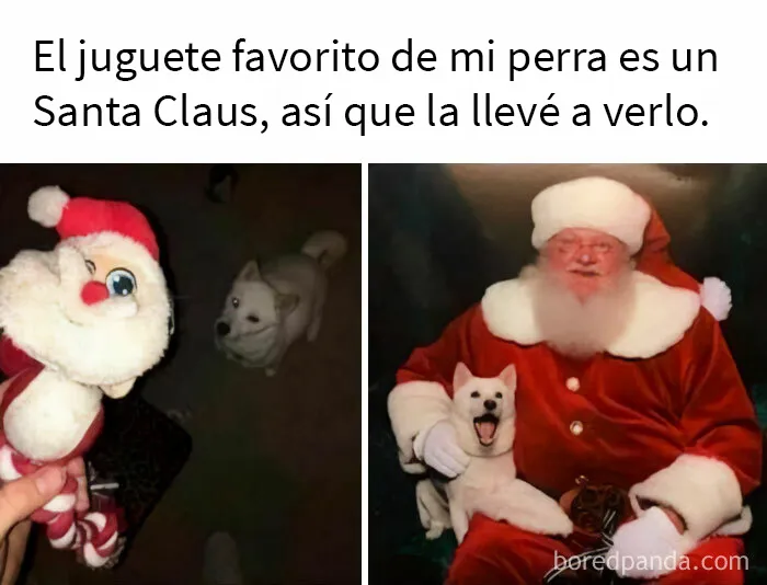 20 Razones por las que los perros son mejores que los gatos, con fotos y memes que lo demuestran