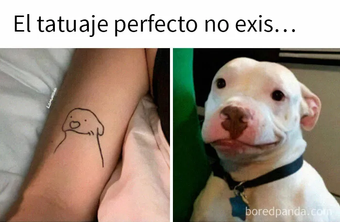 20 Razones por las que los perros son mejores que los gatos, con fotos y memes que lo demuestran